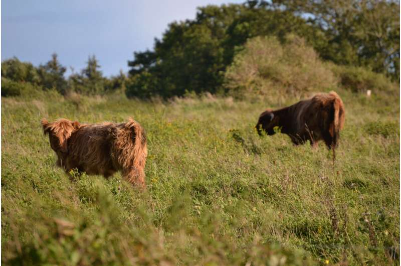 Low-intensity grazing is locally better for biodiversity but challenging for land users, a new study shows