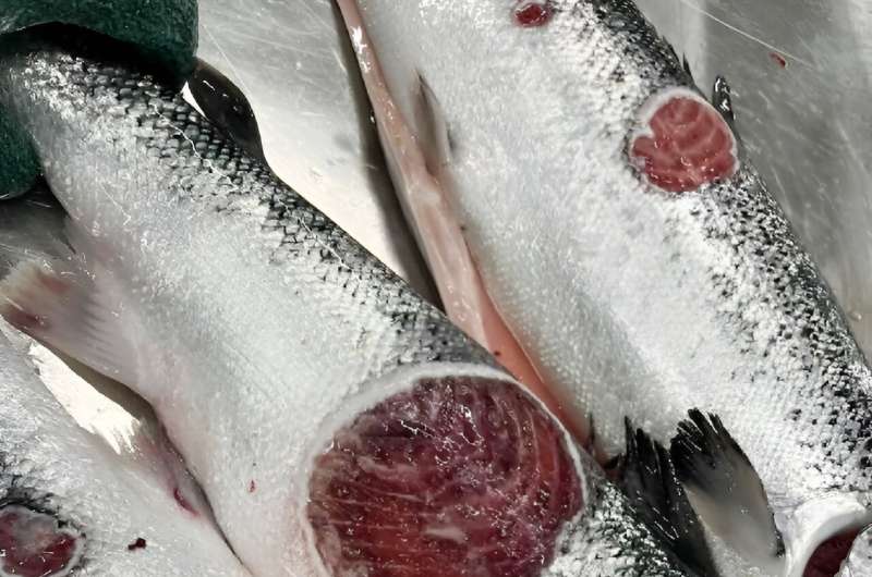 Low-quality salmon can only be exported if they are turned into a form such as fillets