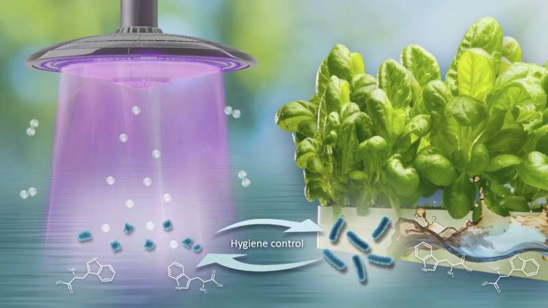 Low-Temperature Plasma used to remove E. coli from hydroponically grown crops