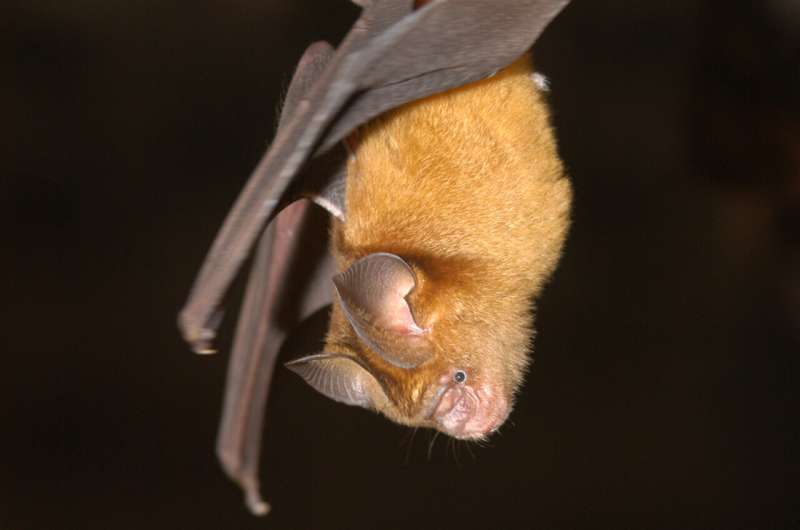 Lower biodiversity means more pathogens—study investigates coronavirus dynamics in bats