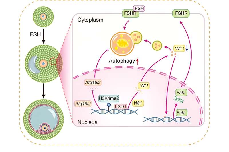 LSD1 promotes the FSH responsive follicle formation by regulating autophagy and repressing Wt1 in the granulosa cells