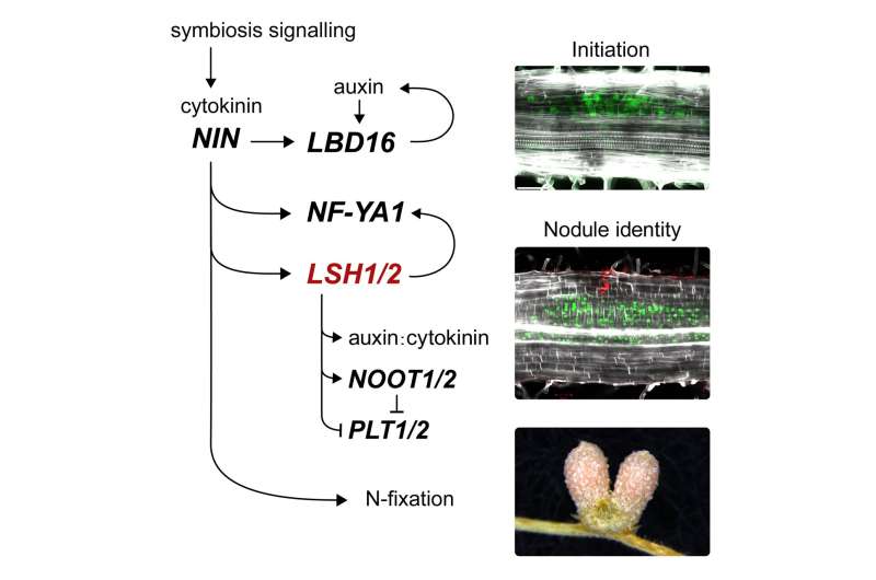 LSH genes associated with defining the shapes of stems, flowers and leaves required for N-fixing root nodules
