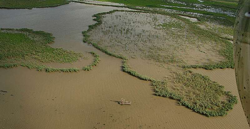 LSU study finds sea-level rise and weather-related shocks caused marsh die-back