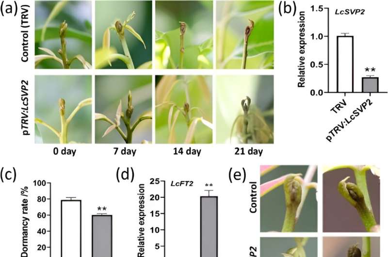 The resting dance of the lychee: The genetic master LcSVP2 controls the resting rhythm