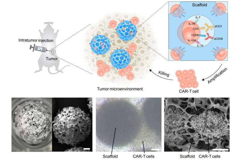 Lymph node-like biomaterial scaffold for augmenting CAR-T cell therapy