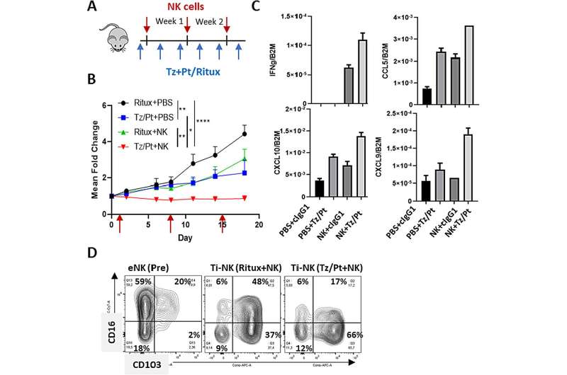 Lymphocyte seen to recruit the immune system to fight most aggressive breast cancer