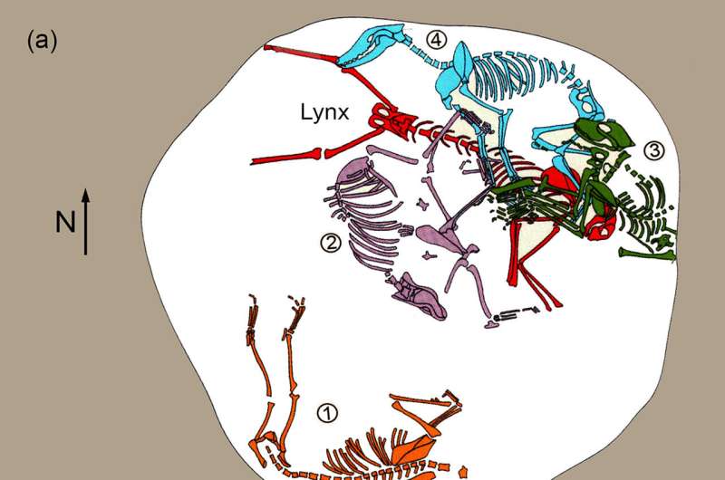 Lynx found at bottom of Roman era pit, along with four dogs, mystifies archaeologists