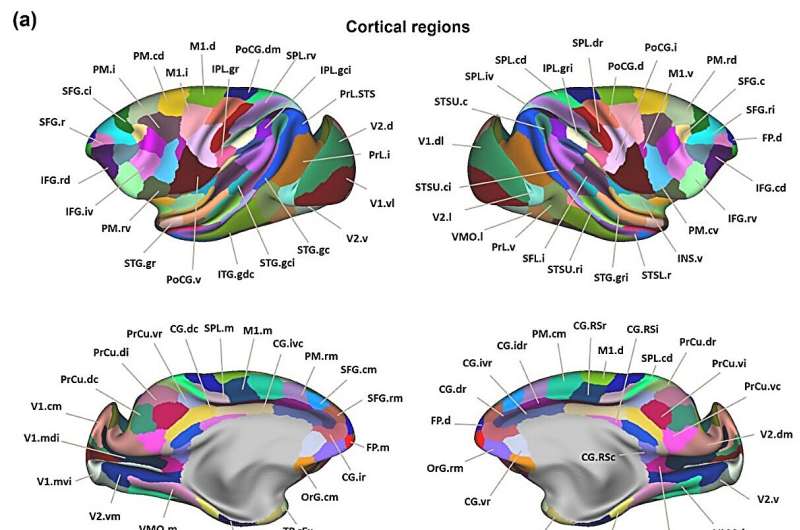 Macaque Brainnetome Atlas: A multifaced brain map of rhesus monkey