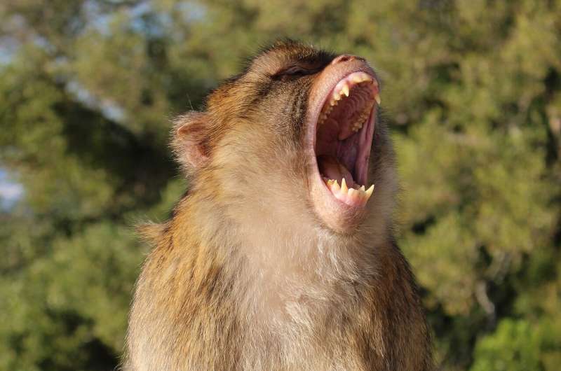 macaque shouting