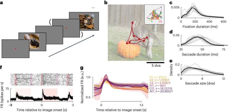 Macaque study sheds light on brain's perception of static images