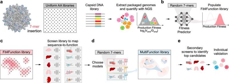 Machine learning approach helps researchers design better gene-delivery vehicles for gene therapy