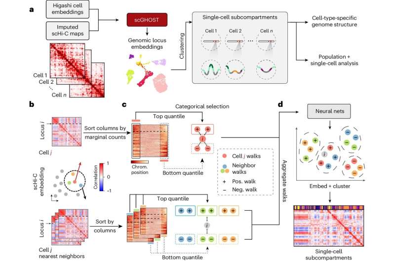 Machine learning method reveals chromosome locations in individual cell nucleus