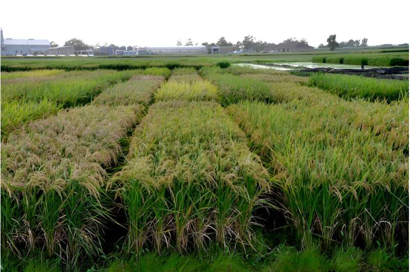 Machine learning model demonstrates effect of public breeding on rice yields in climate change