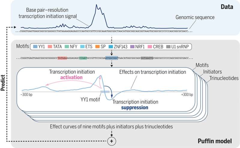 Machine learning sheds light on gene transcription