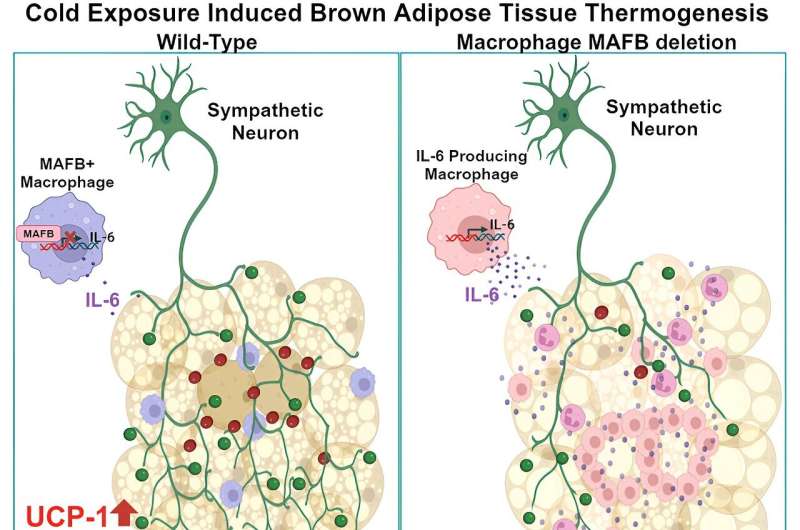 Macrophages produce heat from brown adipose tissue in response to cold