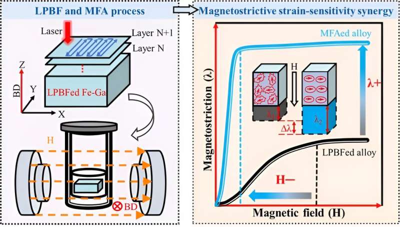 Magnetostrictive strain-sensitivity synergy in polycrystalline Fe₈₁Ga₁₉ alloys prepared by laser-beam powder bed fusion and magnetic field annealing