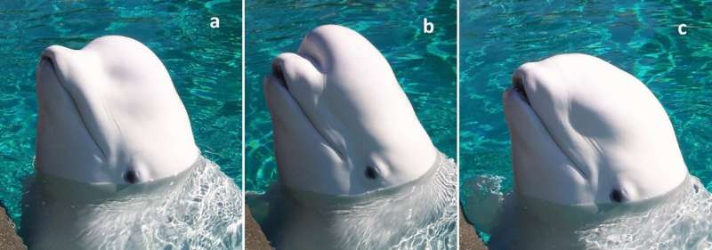 Major shapes for beluga whale melon identified