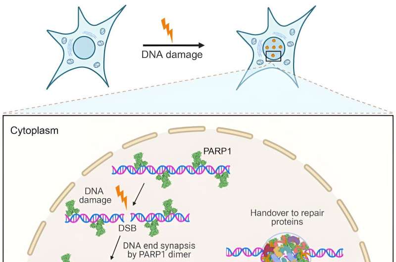 Making ends meet: Researchers find that a protein superglue is crucial for DNA damage repair