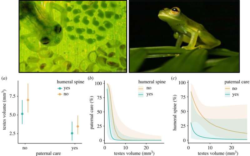 Male glass frogs that care for offspring found to have smaller testes