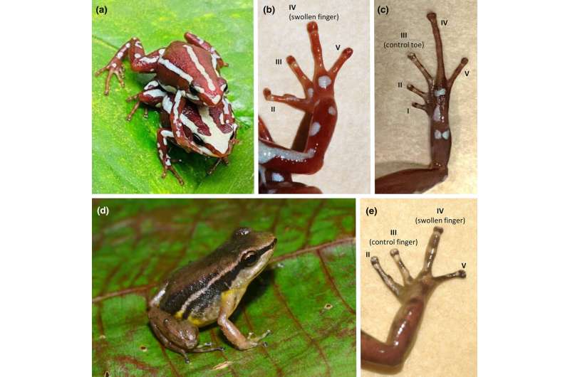 Male poison frogs may use finger placement to channel pheromones to females while mating
