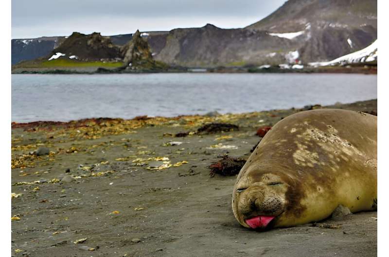 Male southern elephant seals are picky eaters, study suggests