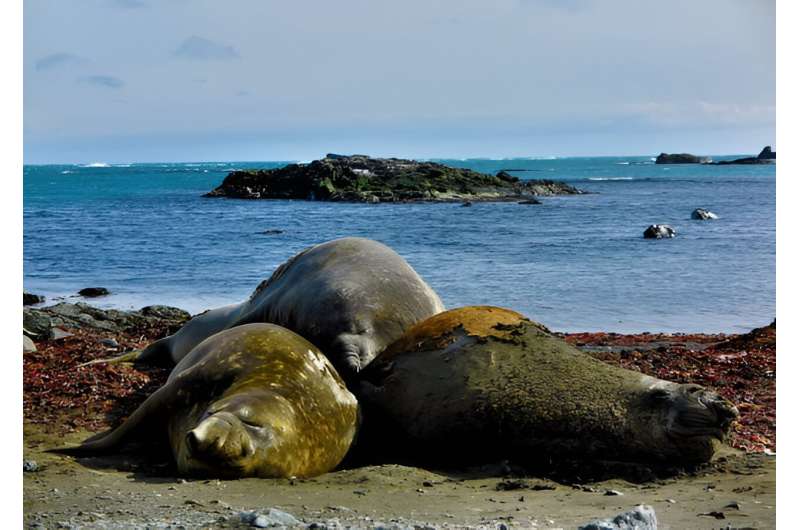 Male southern elephant seals are picky eaters, study suggests
