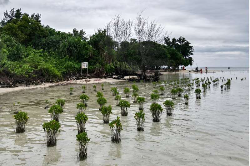 Mangrove trees planted in Pari island to slow erosion caused by rising sea levels