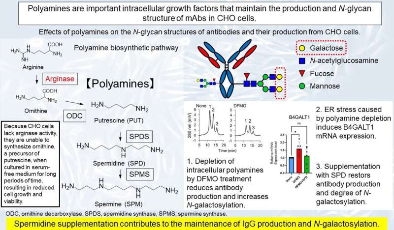 Manipulating polyamines to enhance antibody efficacy: A novel approach in biotechnology