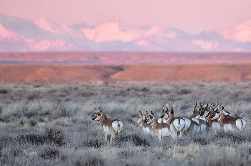 Mapped: 33 new big game migrations across American West