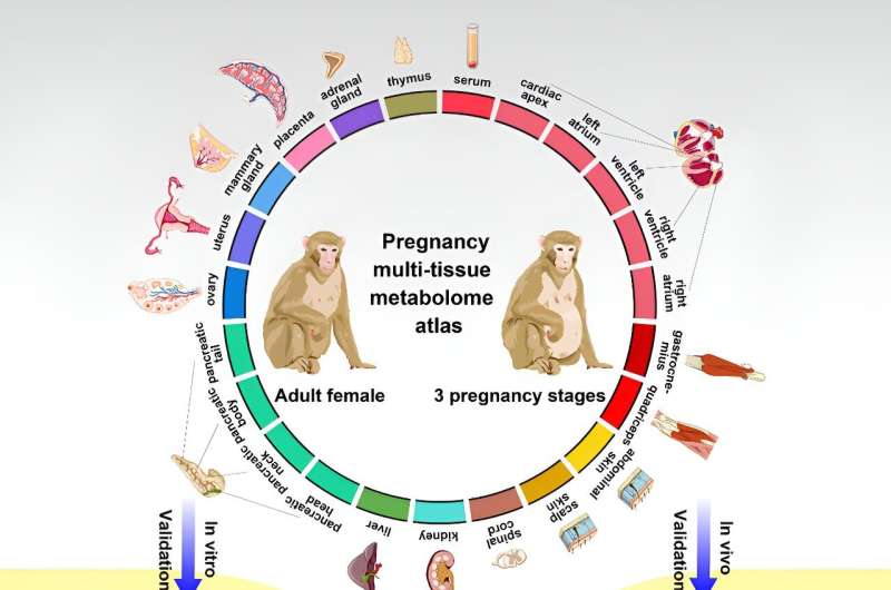 Mapping changes to metabolic pathways during pregnancy