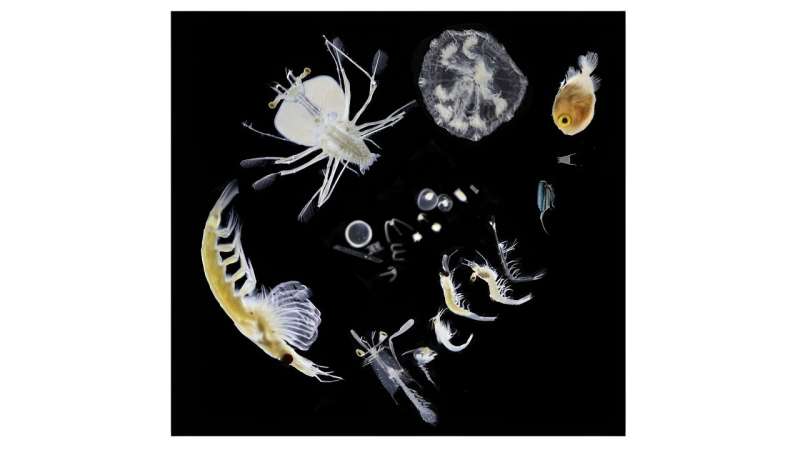 Marine CO₂ removal technologies could depend on the appetite of the ocean's tiniest animals