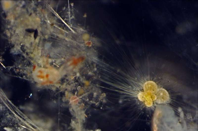 Marine plankton behaviour could predict future marine extinctions, study finds