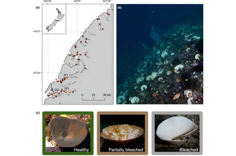 Mass bleaching of marine sponges largest event recorded worldwide