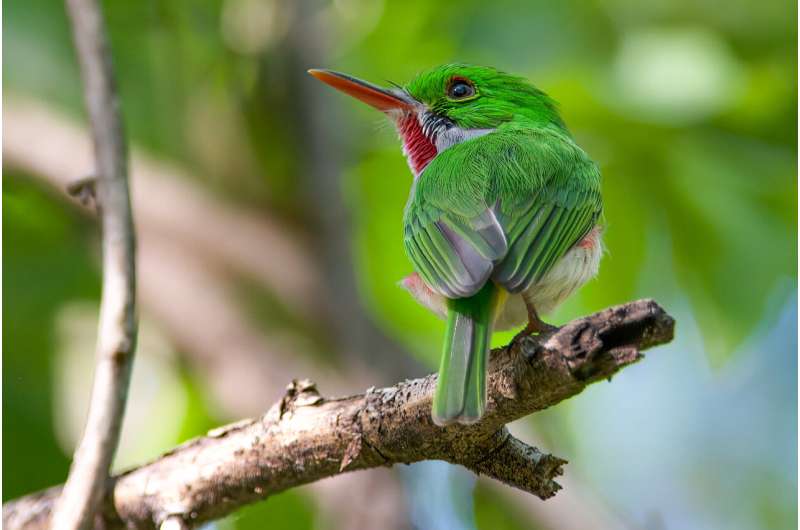 Mass extinction 66 million years ago triggered rapid evolution of bird genomes
