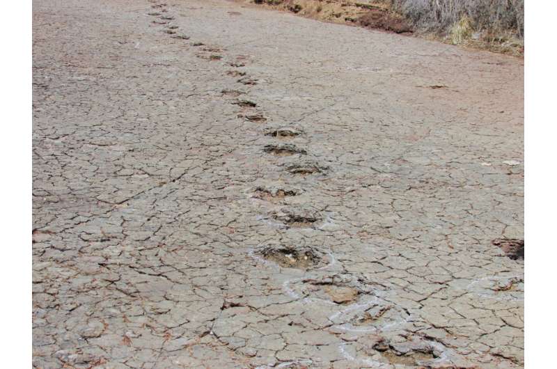 Halladas huellas de dinosaurios idénticas a ambos lados del Océano Atlántico