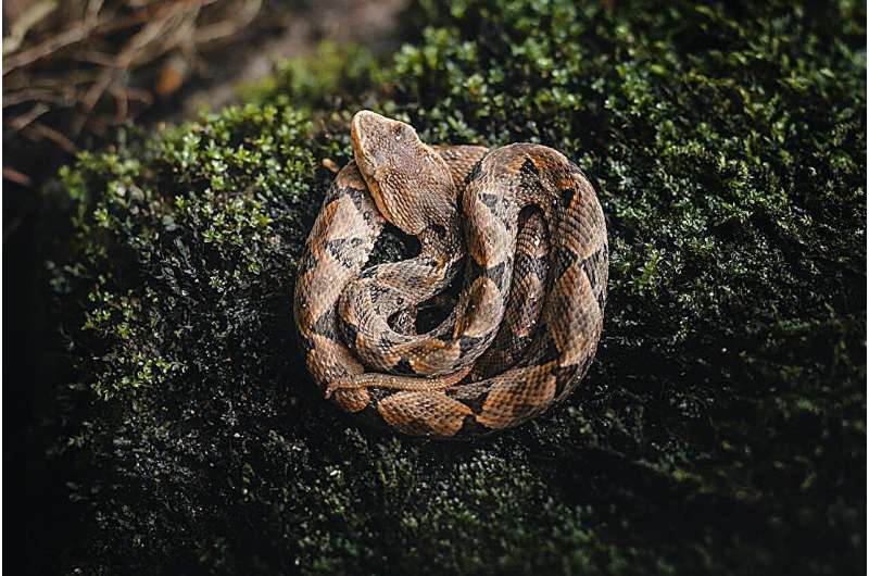 Mathematical model reveals how a pit viper is able to find its dinner in the dead of night
