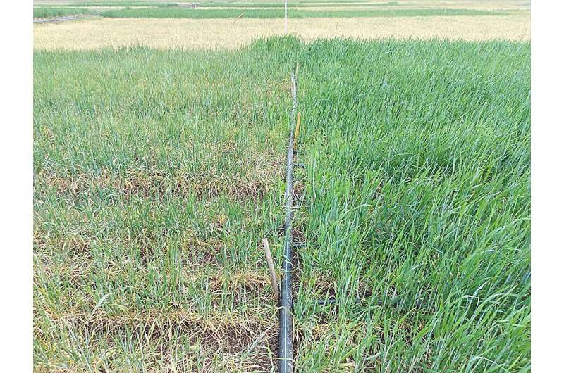 Maximizing wheat productivity with supplemental irrigation