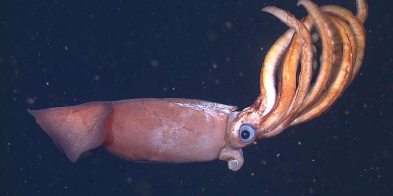MBARI's advanced underwater robots discover deep-sea squid that broods giant eggs