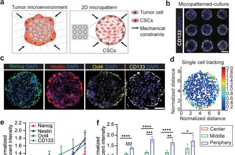 Mechanical constraints guide spatial pattern of glioblastoma cancer stem cells
