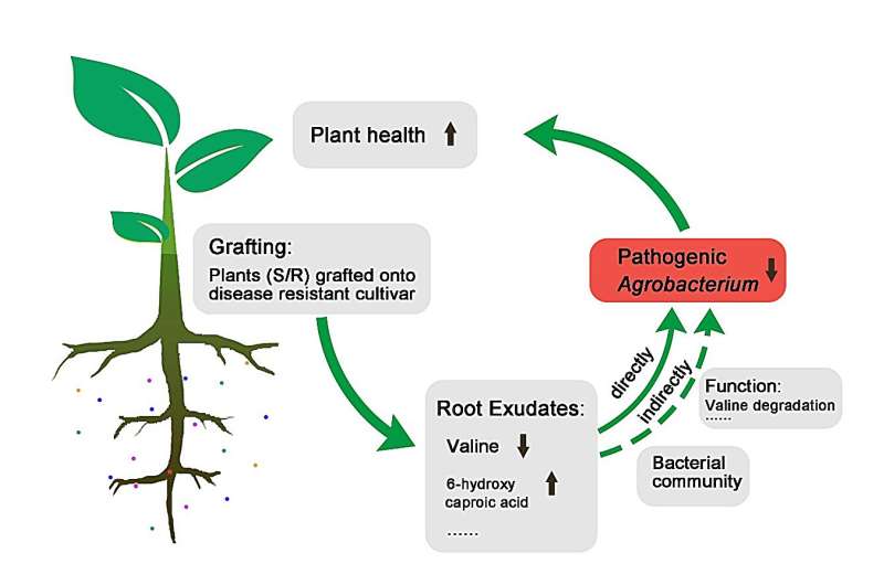 Mechanism of grafting Prunus sp. to control crown gall disease by regulating the rhizosphere environment