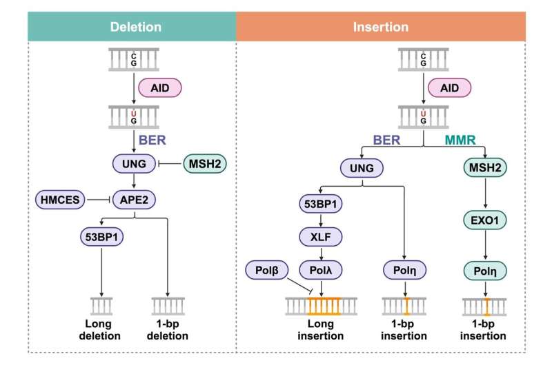 Mechanisms of antibody gene diversification during somatic hypermutation