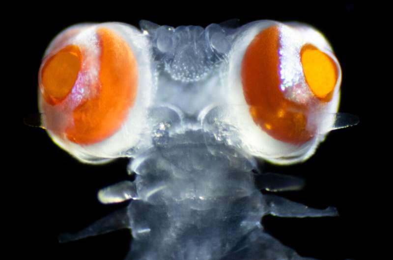 Mediterranean marine worm has developed eyes "as big as millstones"