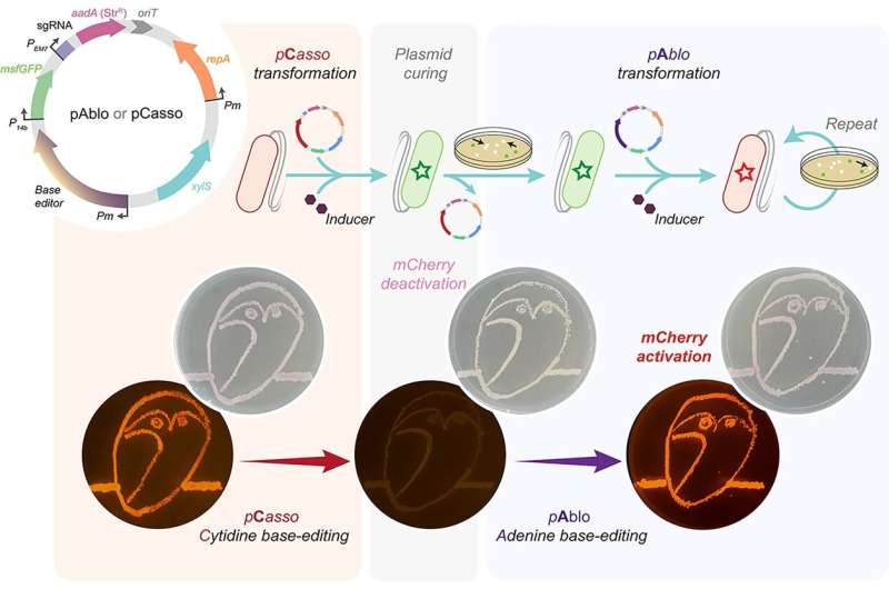 Meet pAblo·pCasso: A new leap in CRISPR Technologies for Next-Gen Genome Engineering