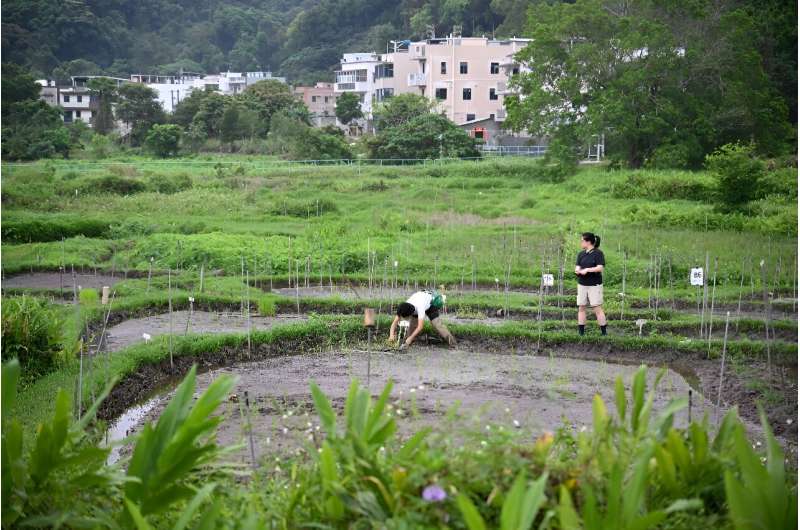 Members of Gift From Land, a small group dedicated to revitalising dormant Hong Kong rice varieties, transplant seedlings in a paddy in Tai Po district