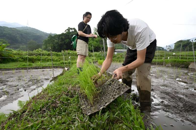 Miembros del grupo Gift From Land trasplantan plántulas de arroz en un arrozal en el distrito Tai Po de Hong Kong.