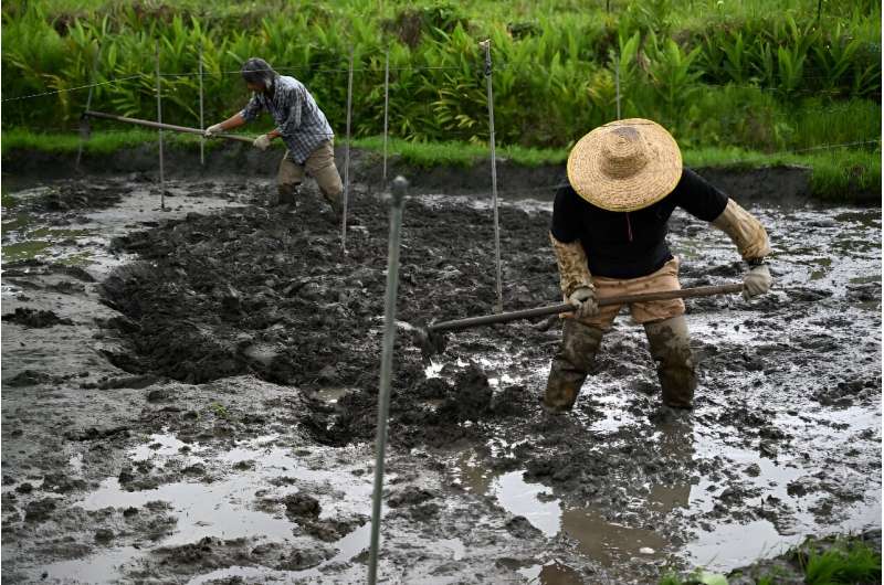 Members of the Gift From Land group prepare a rice paddy for planting in Hong Kong's Tai Po district