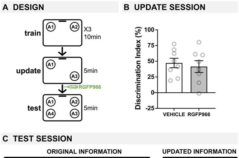 Study on mice shows that memory problems in old age are linked to a key enzyme