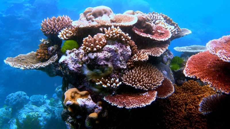 Metals could reveal corals' past lives
