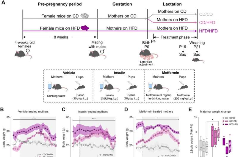 Metformin during pregnancy impacts offspring brain development