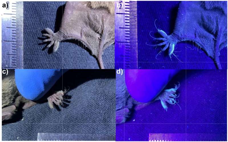 Mexican bat found to have photoluminescent feet